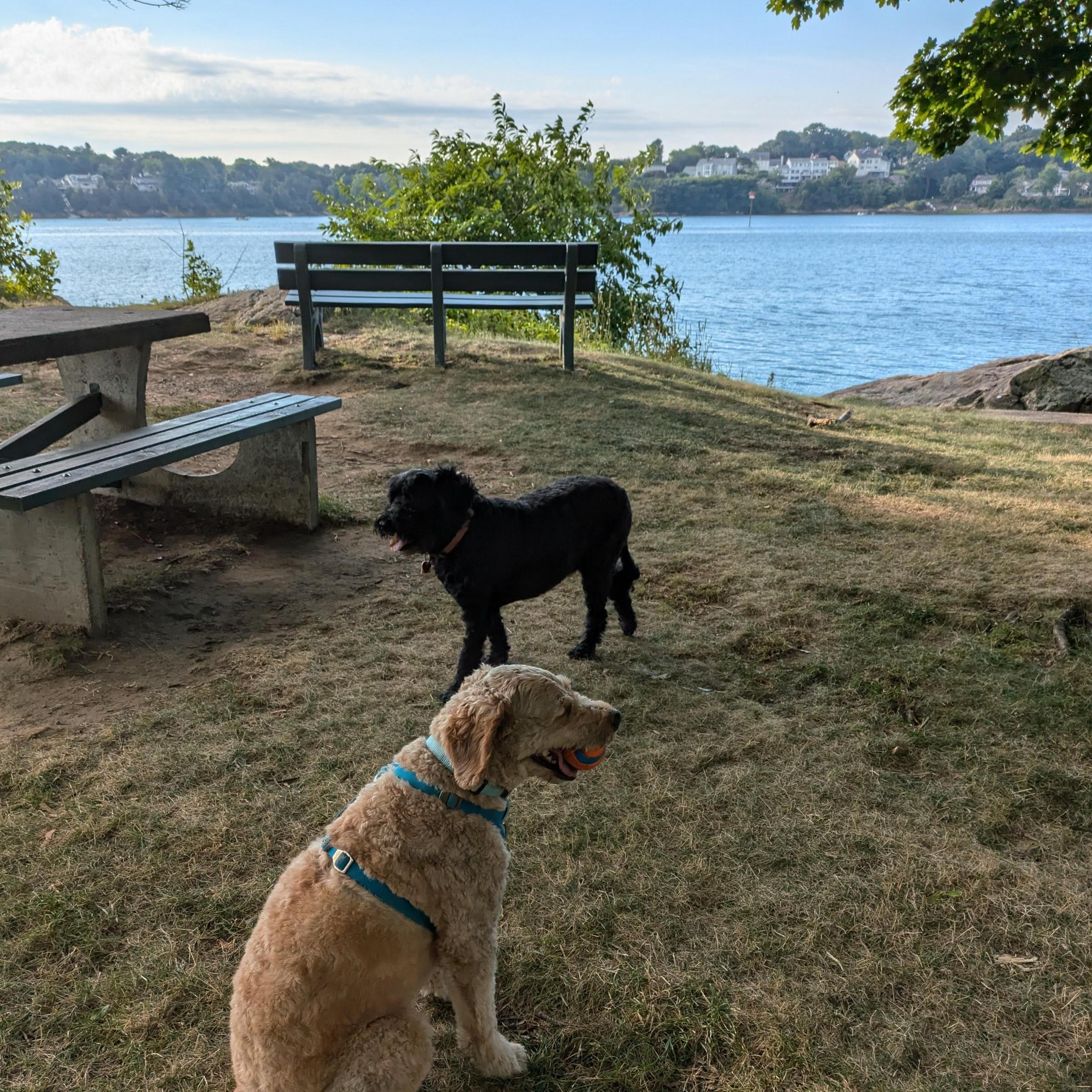 Pet Friendly Forest River Park