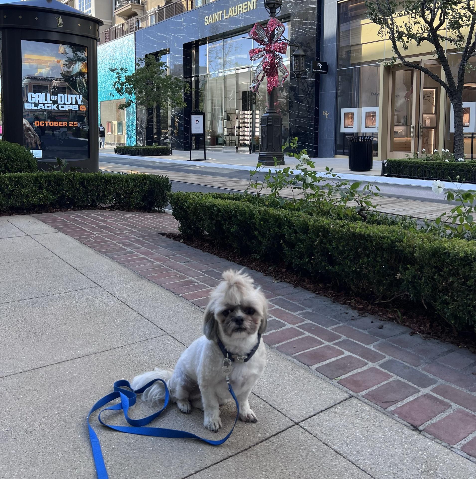 Pet Friendly The Americana at Brand