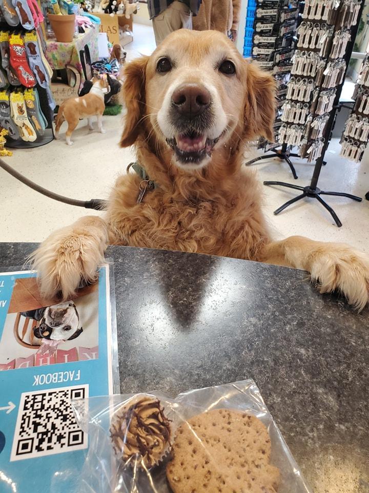Pet Friendly Hello Cats & Dogs