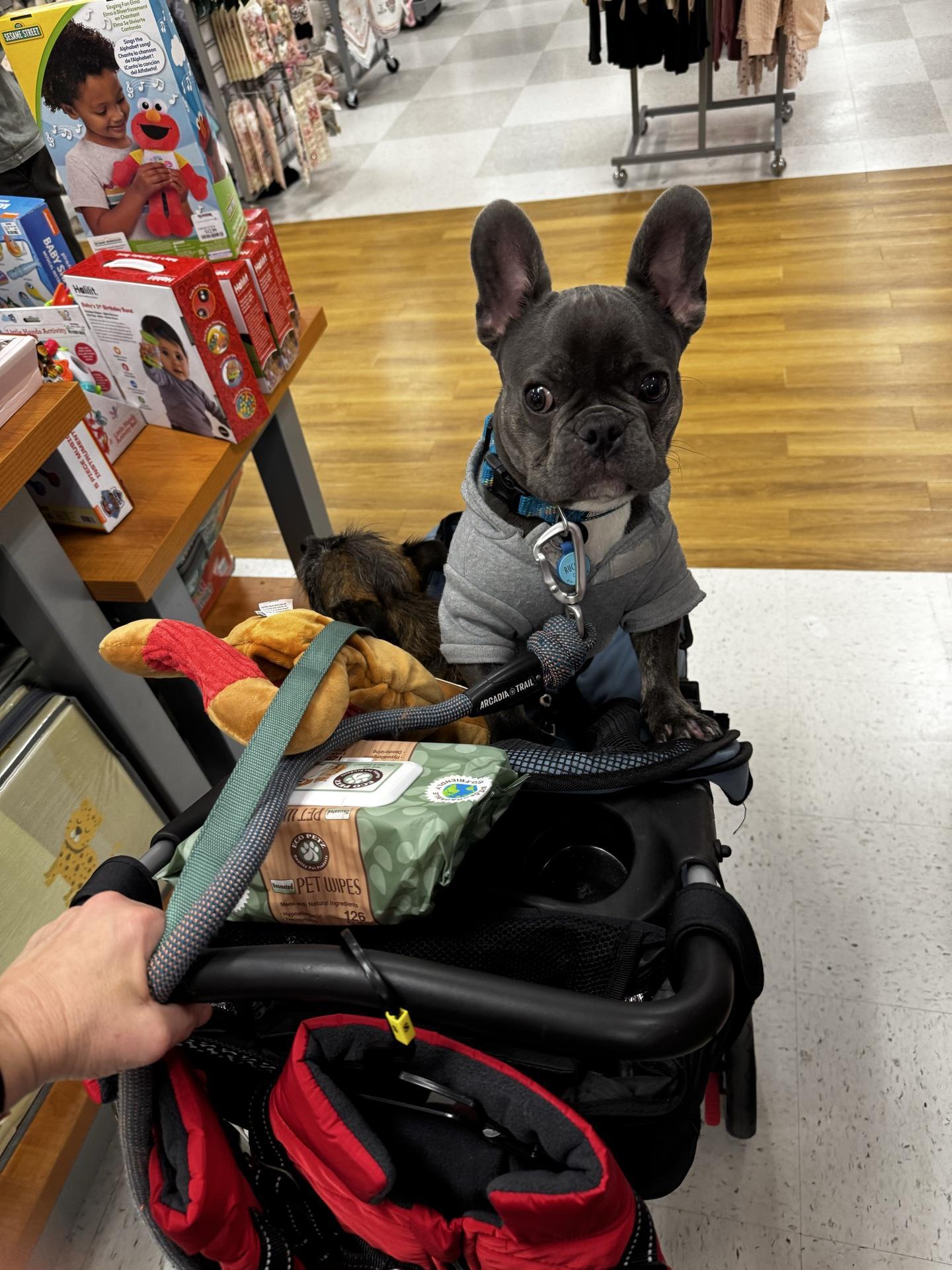 Pet Friendly T.J. Maxx Wilmington