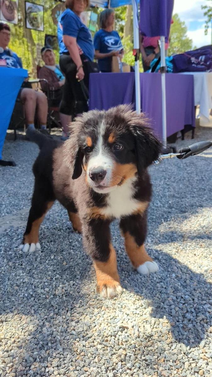 Pet Friendly Colorado Tap House