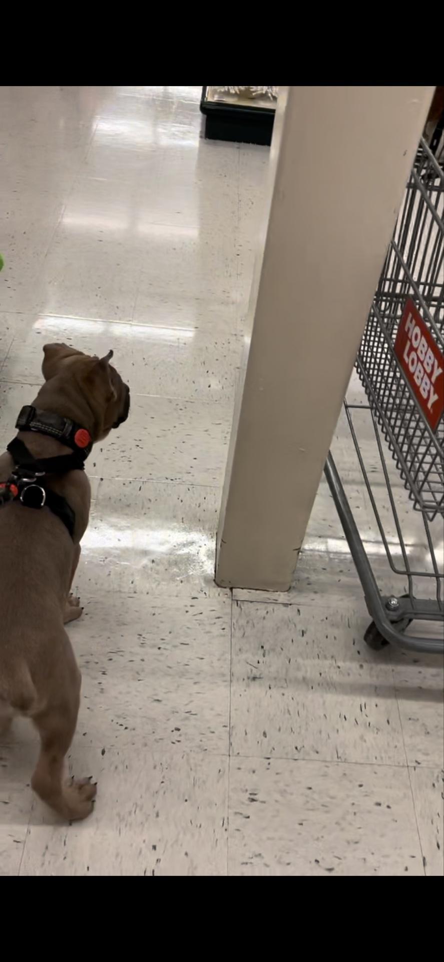 Pet Friendly Hobby Lobby York
