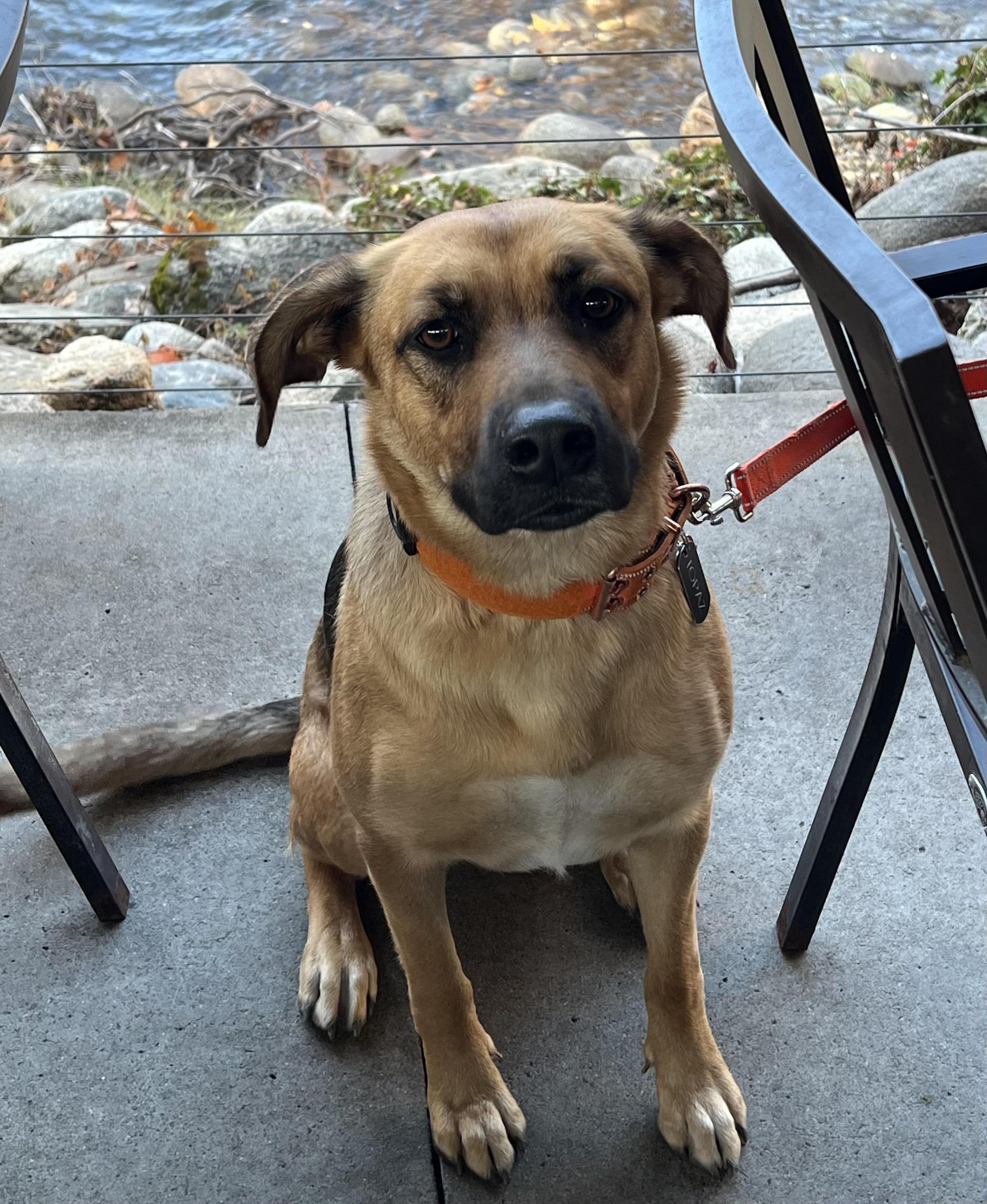 Is Sequoia National Park Dog Friendly: Ultimate Guide for Pet Owners