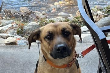 Is Sequoia National Park Dog Friendly: Ultimate Guide for Pet Owners