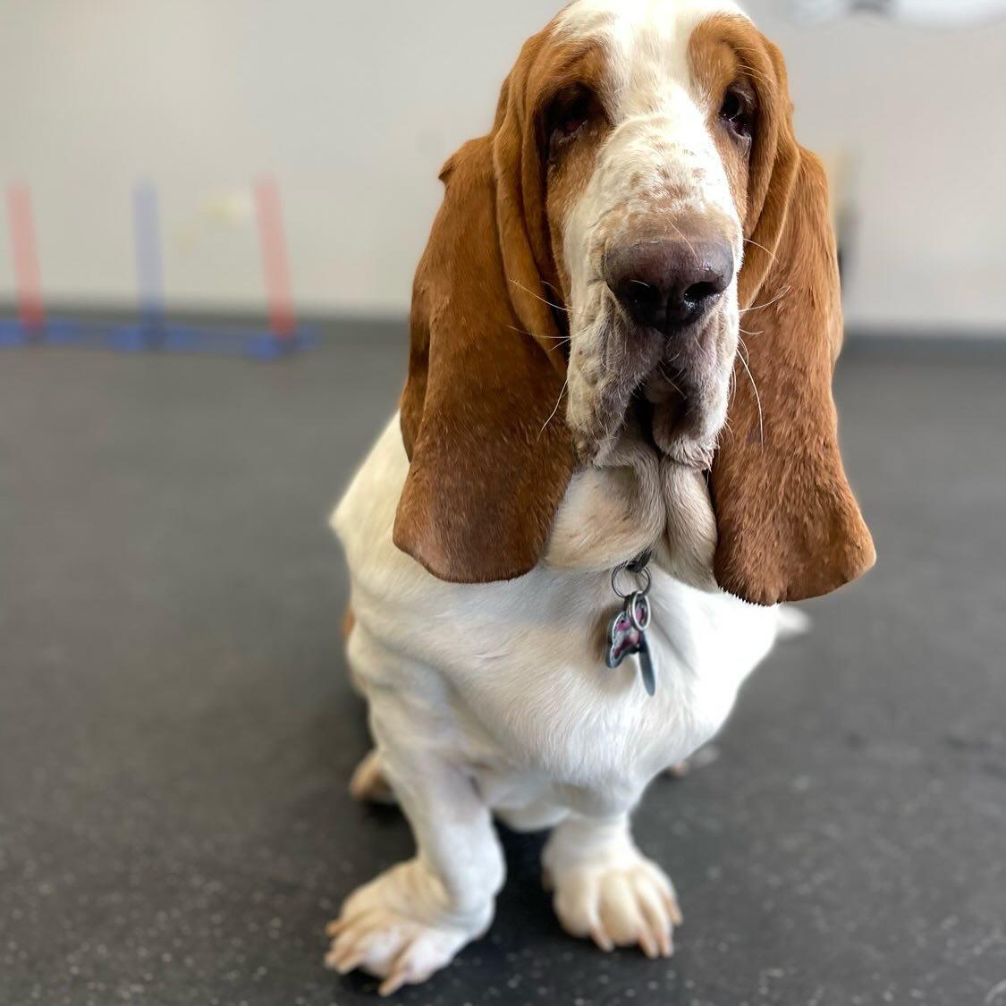 Pet Friendly Dogs of Tucson