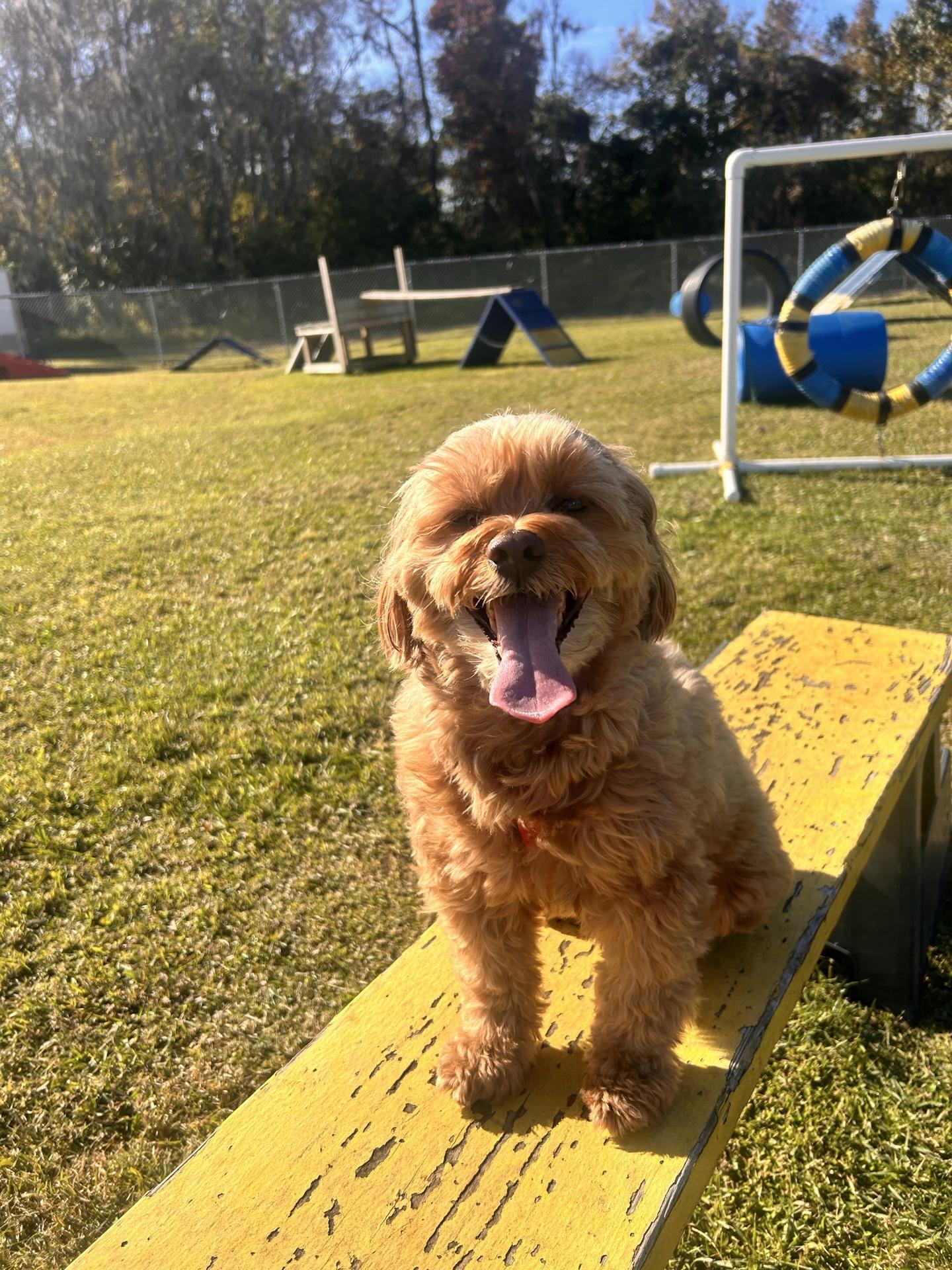 Pet Friendly The Bark Park at Shane Kelly Park