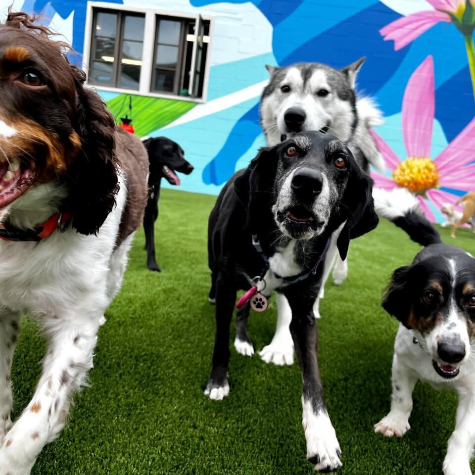 Pet Friendly The Canine Club