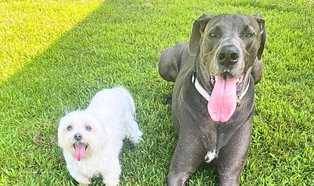 Pet Friendly The Drafty Dane
