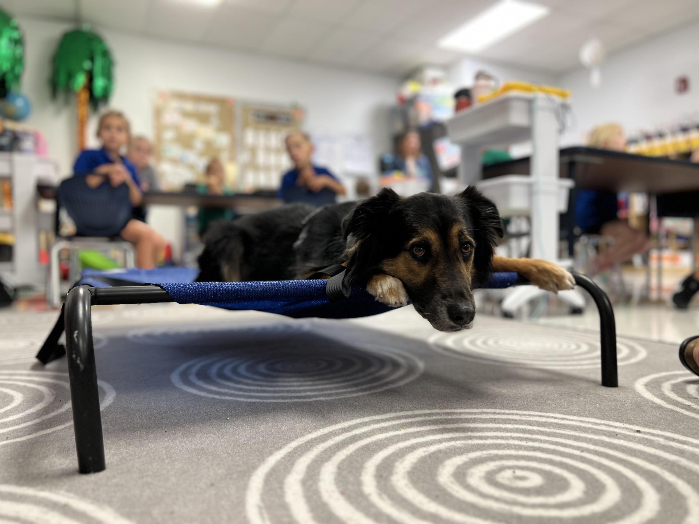 Pet Friendly ReviveK9 Dog Training Parrish