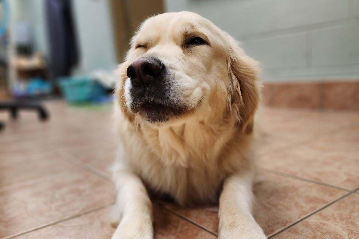 Pet Friendly Spanish Fort Animal Clinic