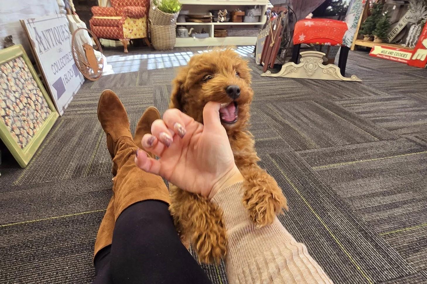 Pet Friendly CottonSeed Trading Company