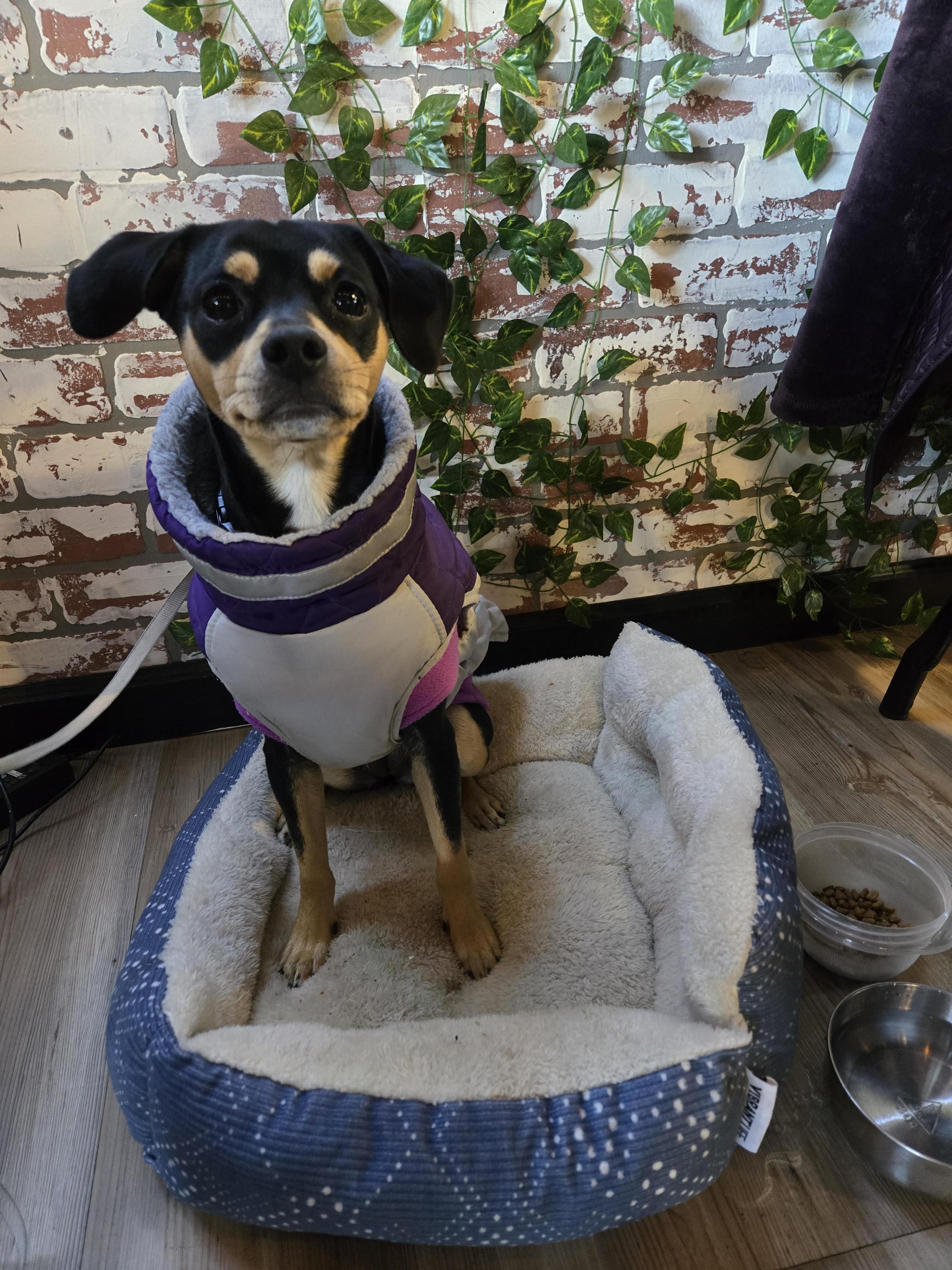 Pet Friendly HamiLatte