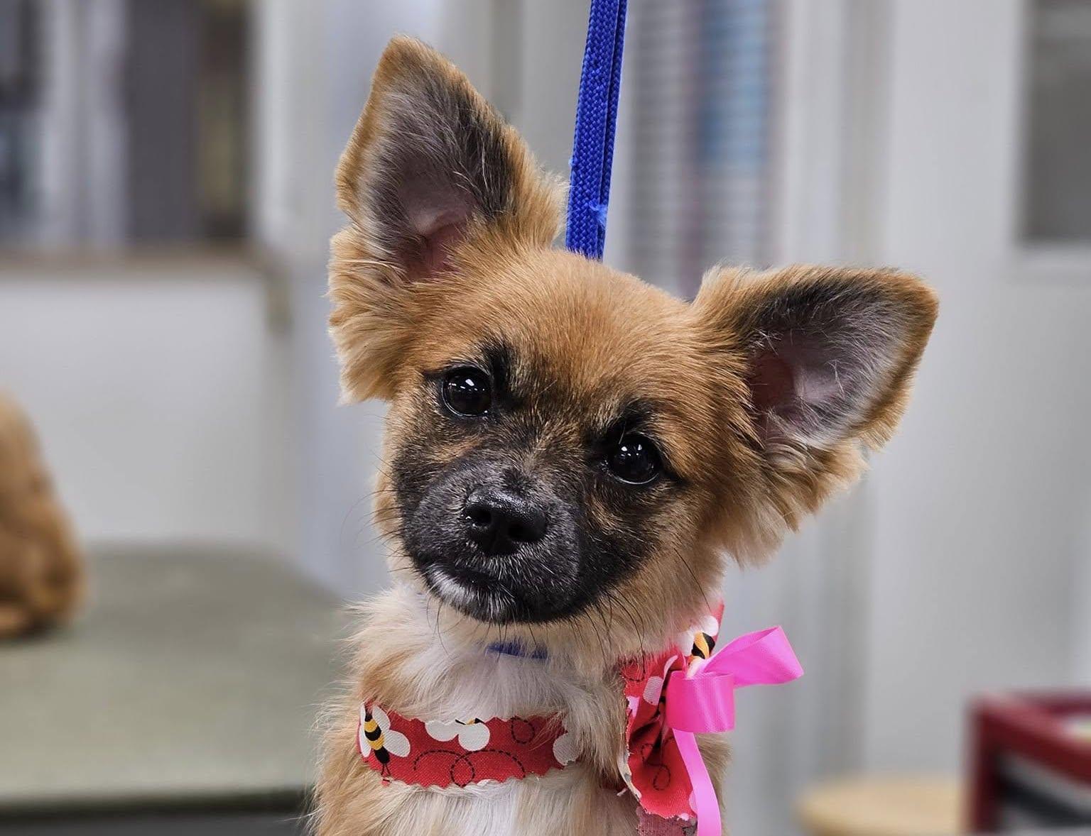 Pet Friendly The Grateful Dogs Mobile Pet Spa