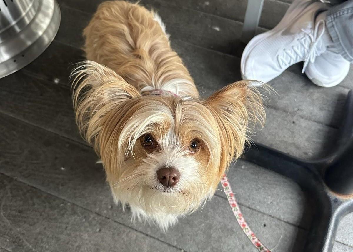 Pet Friendly Fathoms Restaurant & Bar