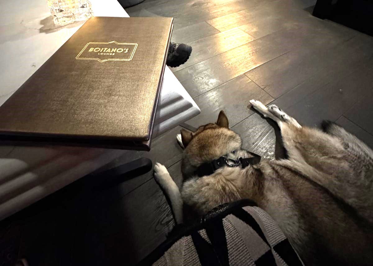 A Husky lays on the floor inside the pet-friendly Boitano's Lounge in Lincoln, NE.