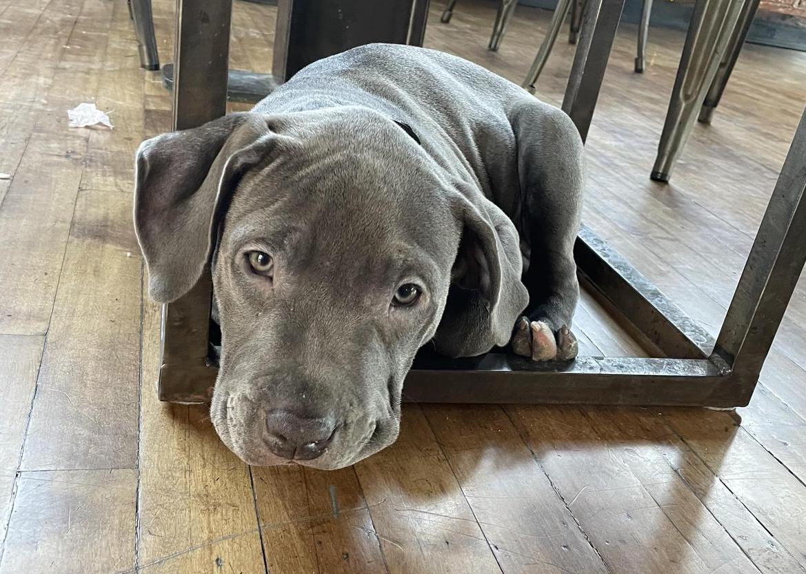 Pet Friendly 10 Torr Distilling and Brewing
