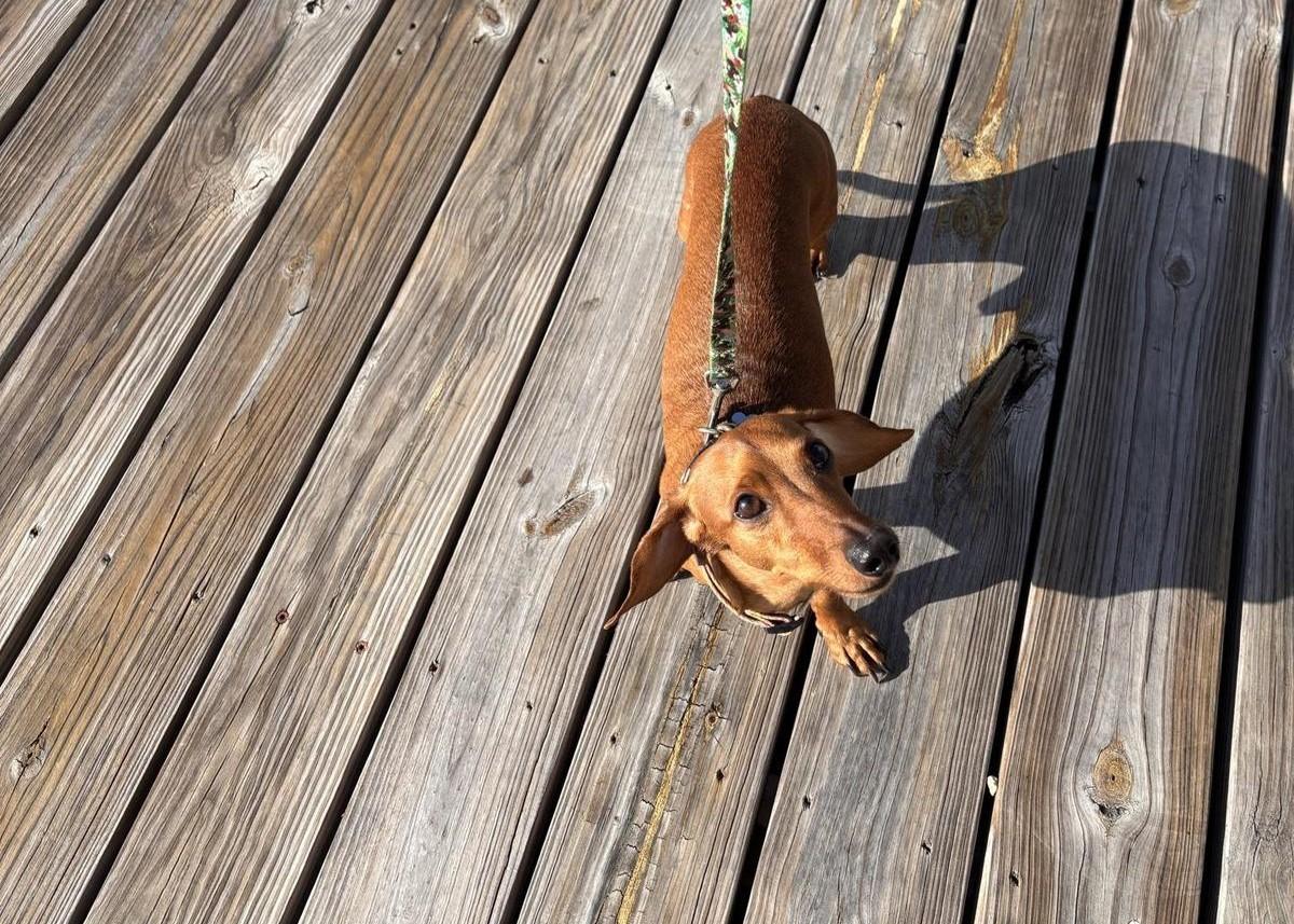 Pets are family and dogs love a vacation too. Dachshund enjoying the sun. FloridaKeysVillas.com