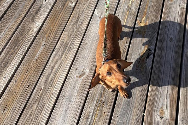 Pets are family and dogs love a vacation too. Dachshund enjoying the sun. FloridaKeysVillas.com