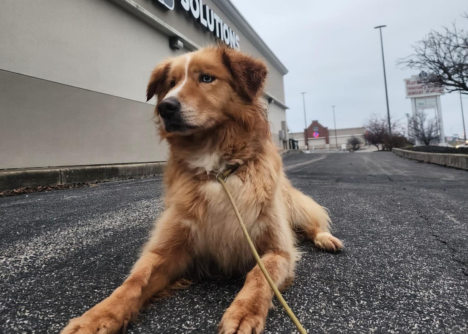 Pet Friendly Dog Days of Summer