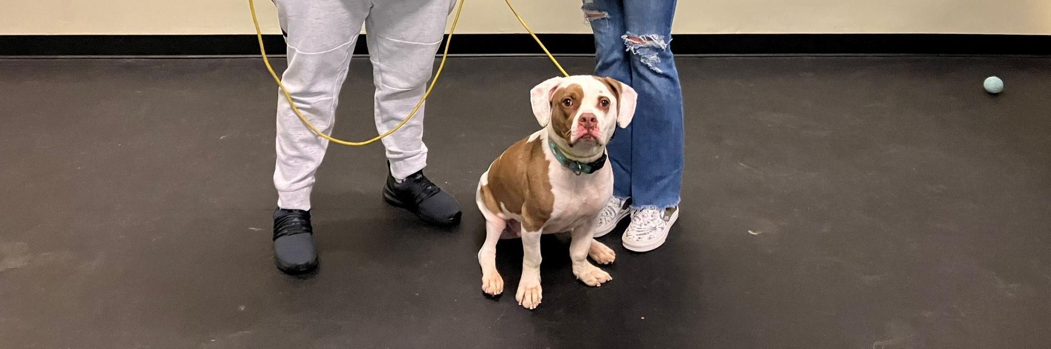 Pet Friendly Spring Fling