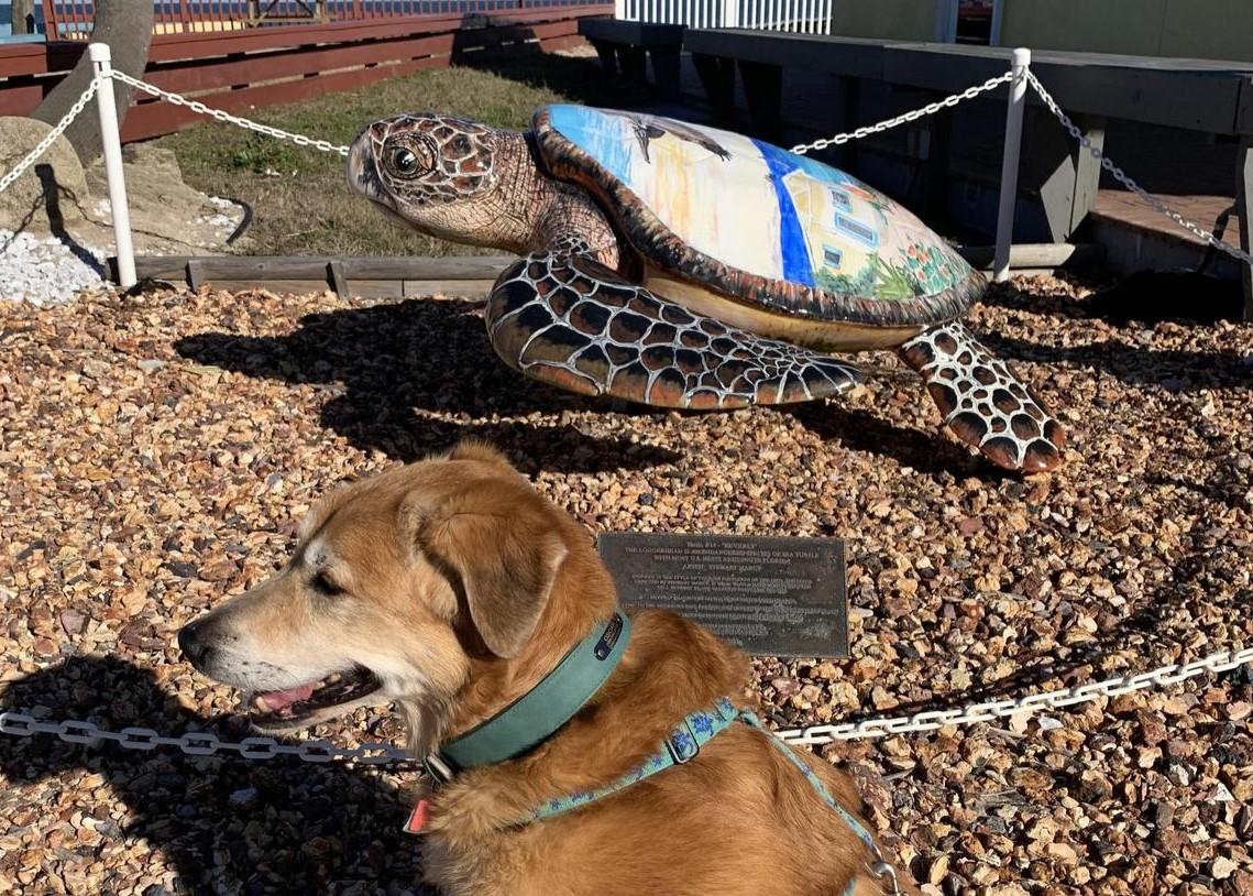 Pet Friendly PCAF Turtle Trail: #14 Beverly