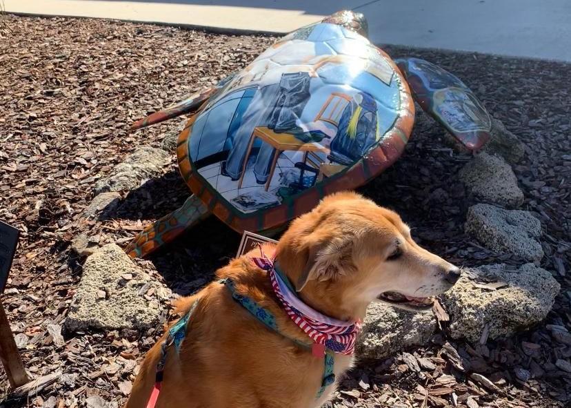 Pet Friendly PCAF Turtle Trail: #15 Norman