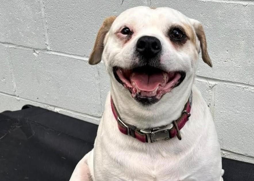 Pet Friendly College Park Boarding and Grooming