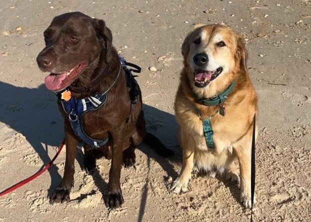 During a visit to the pet-friendly Jungle Hut Park in Palm Coast, FL, two pups pose for a picture.