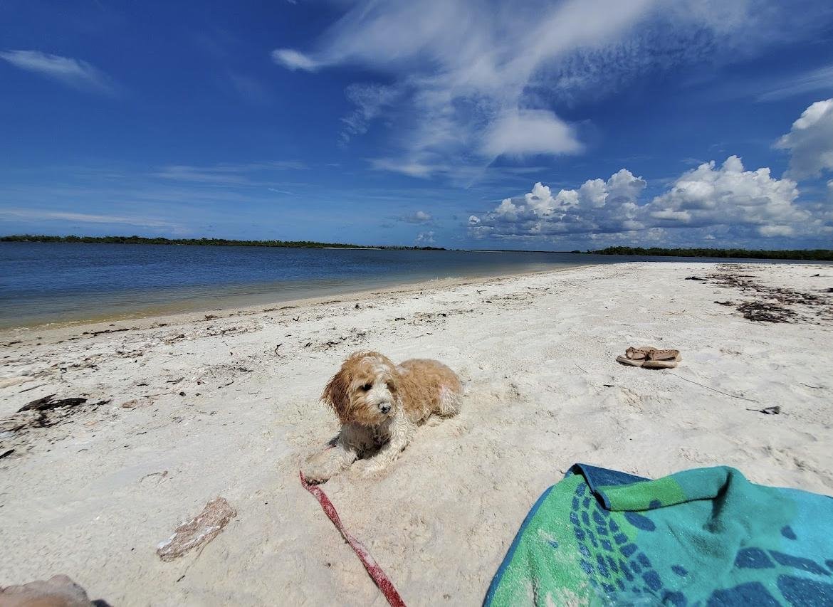 Fido lying on the sand during a stop on a dog-friendly Manatee Sightseeing and Wildlife Adventures tour in Naples, FL.