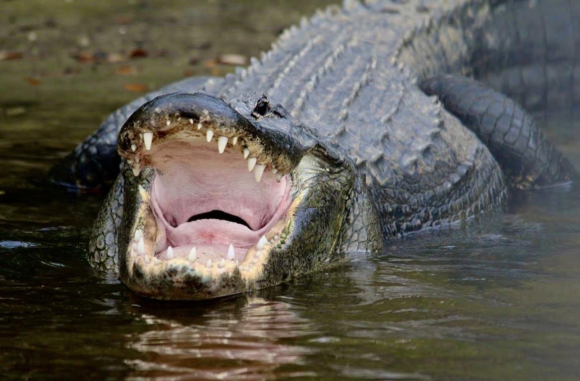 An alligator seen during the pet-friendly Manatee Sightseeing and Wildlife Adventures tour in Naples, FL.
