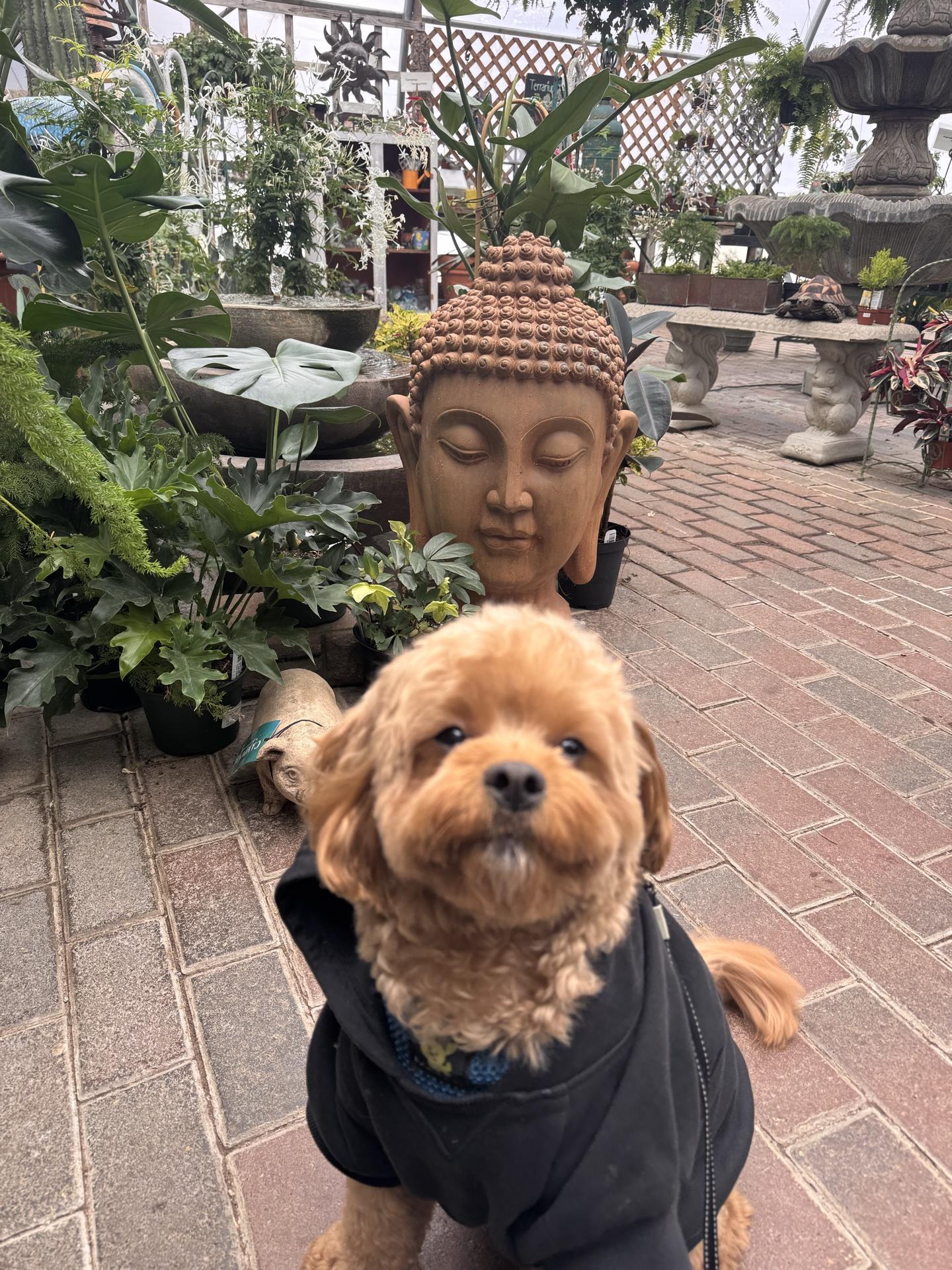 Pet Friendly Carol Watson Greenhouse