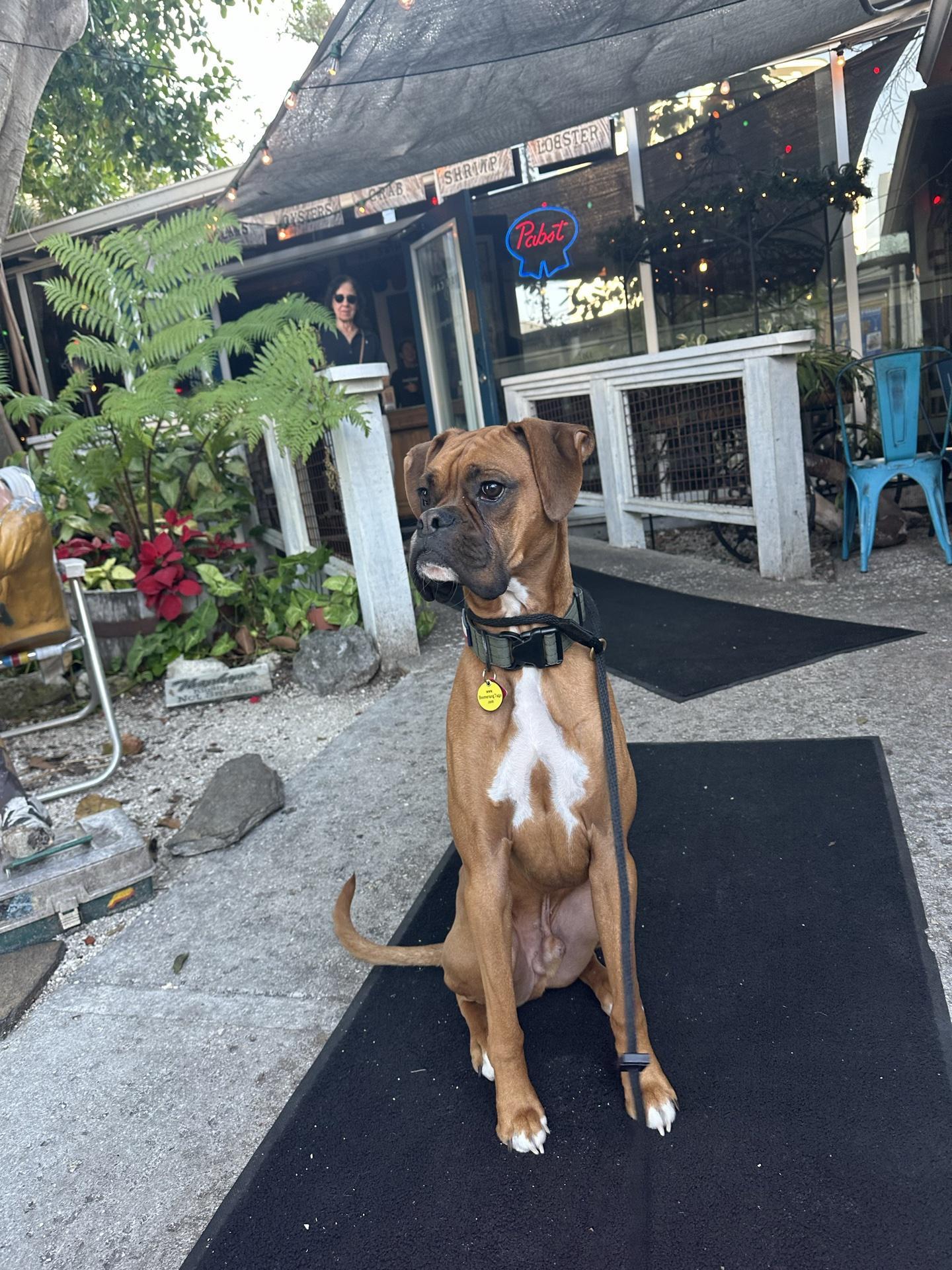 Dog Friendly Restaurants in Sarasota FL BringFido Dog Friendly Restaurants in Sarasota FL BringFido