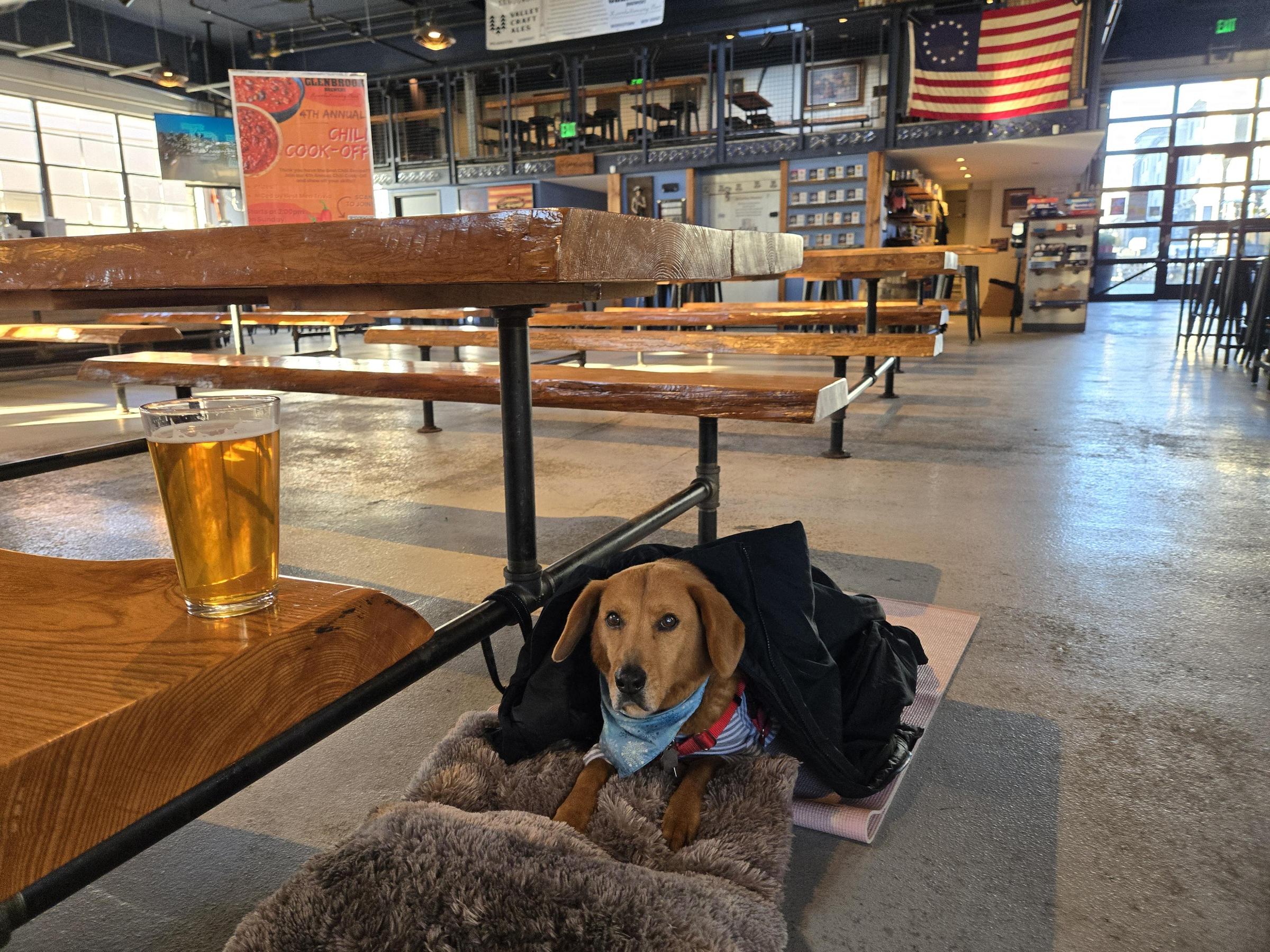 Pet Friendly Glenbrook Brewery