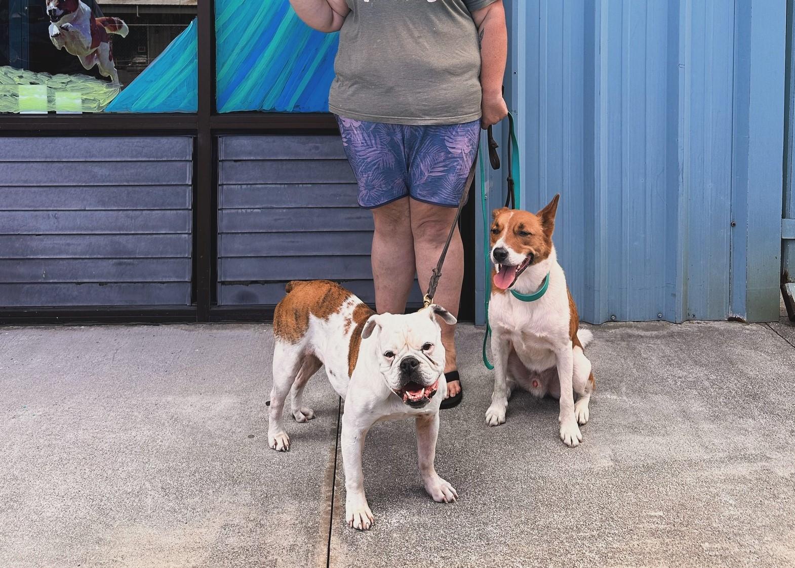 Pet Friendly Lava Paws Buddy’s Beastro