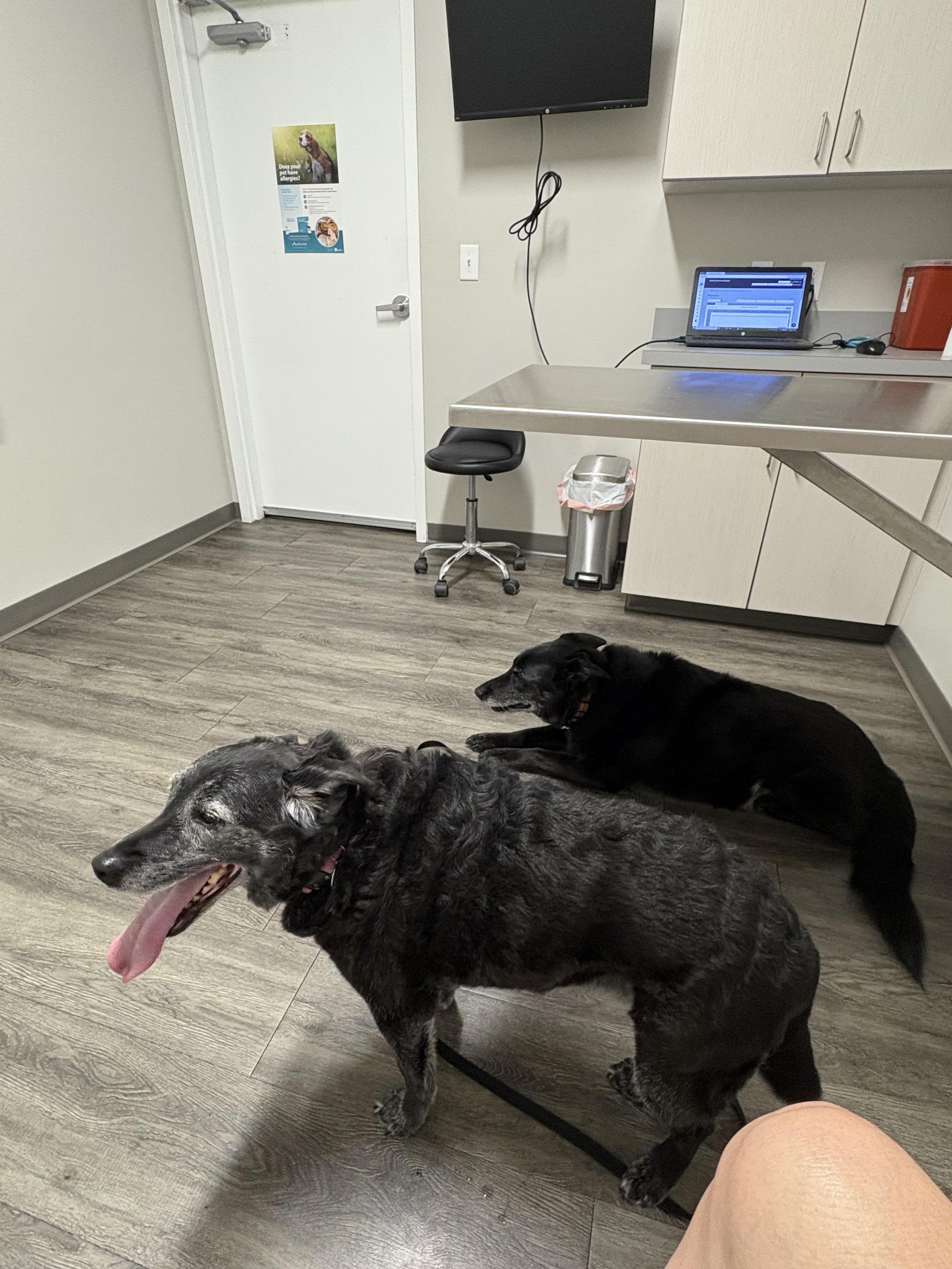 Pet Friendly Golden Isles Animal Hospital