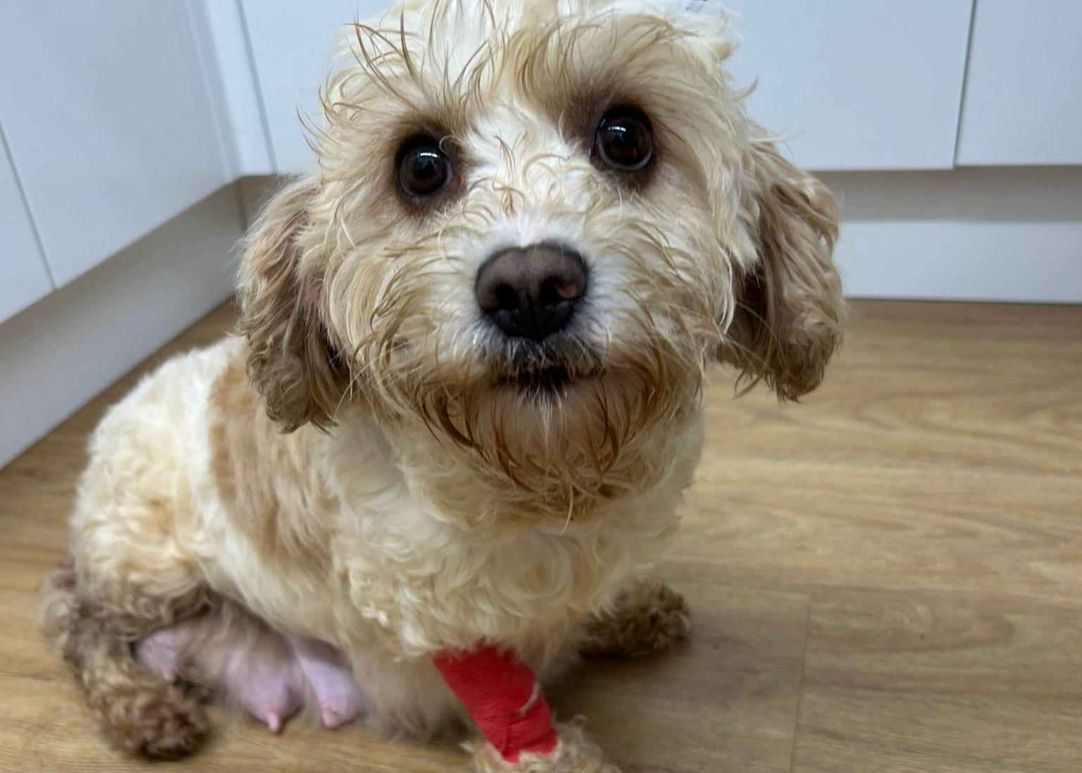 Pet Friendly Bluebell Veterinary Surgery
