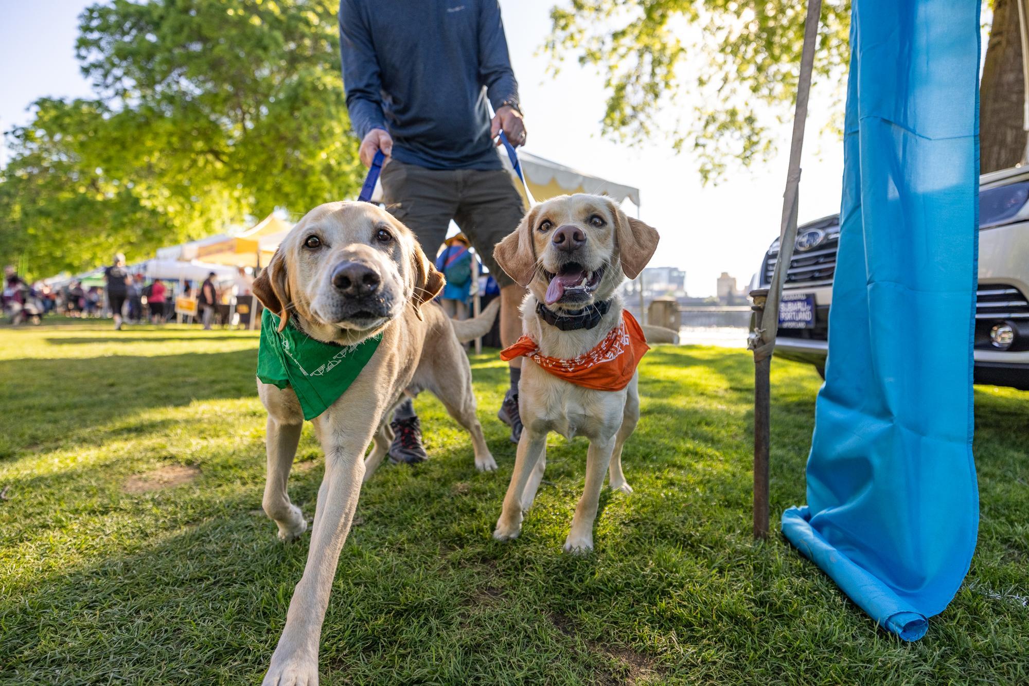 Pet Friendly Oregon Humane Society Doggie Dash - Salem