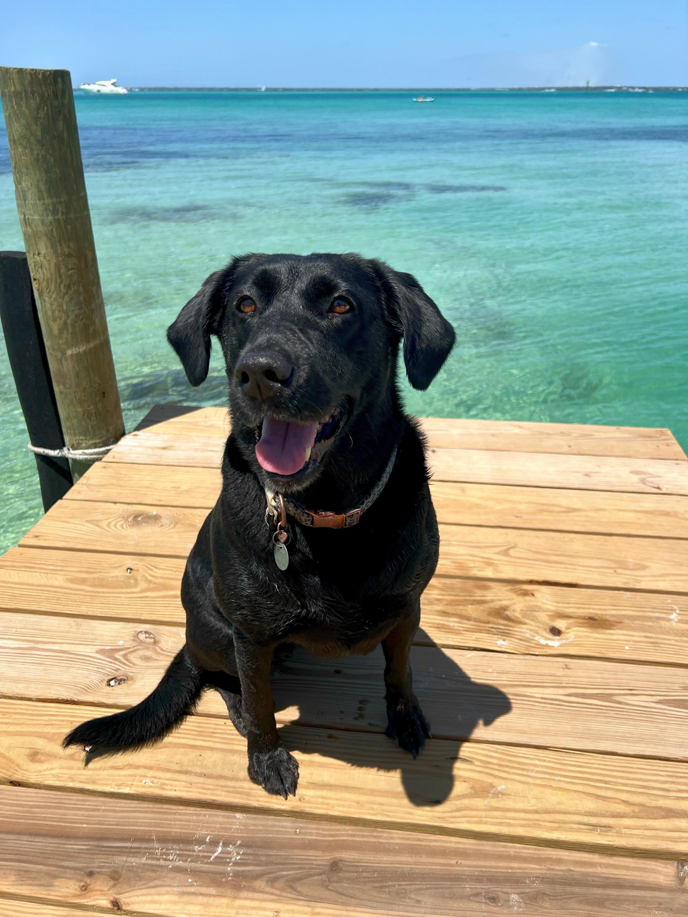 Pet Friendly Wet-N-Wild Watersports