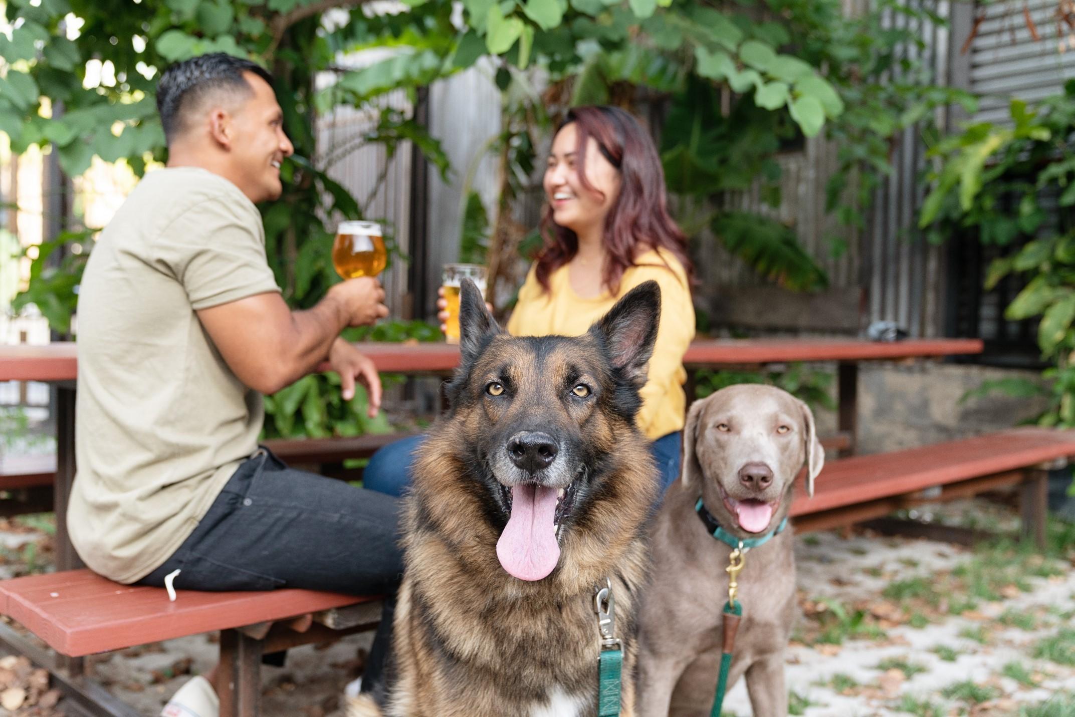 Pet Friendly Barks & Brews Bingo Night