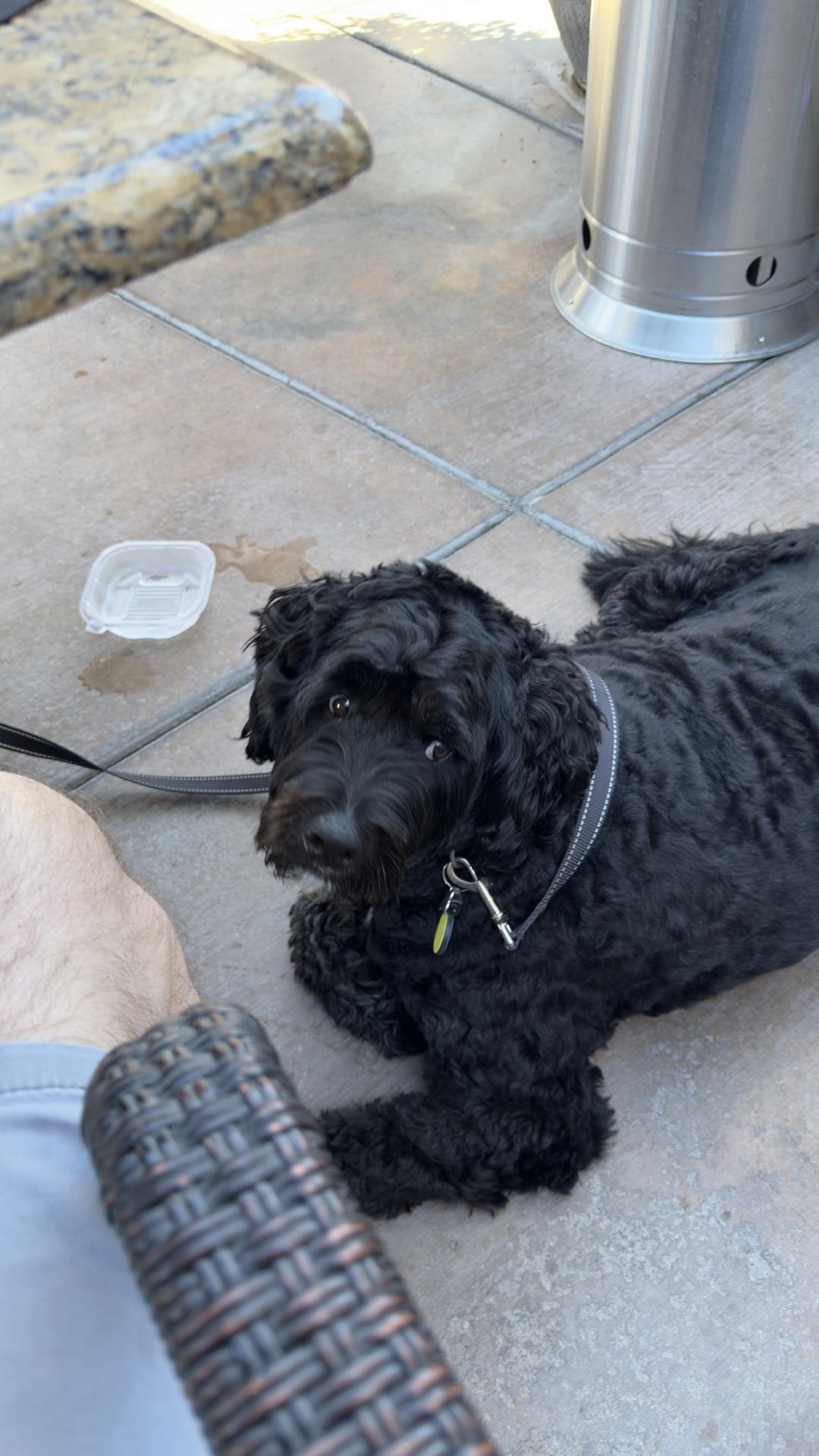 Pet Friendly Sammy Gs Tuscan Grill