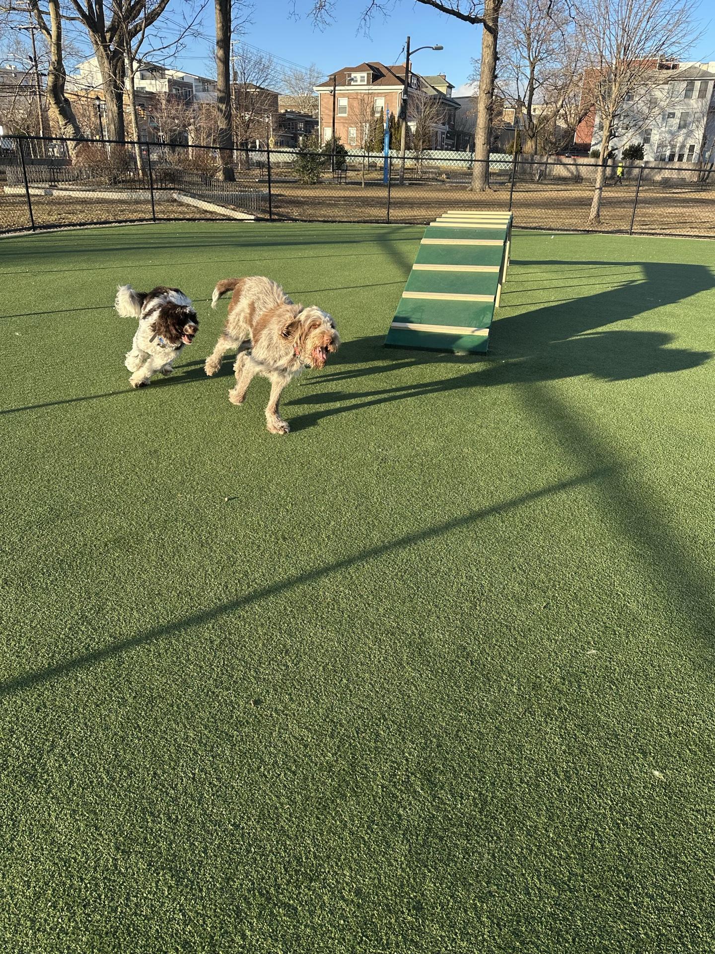 Pet Friendly Washington Park Dog Run