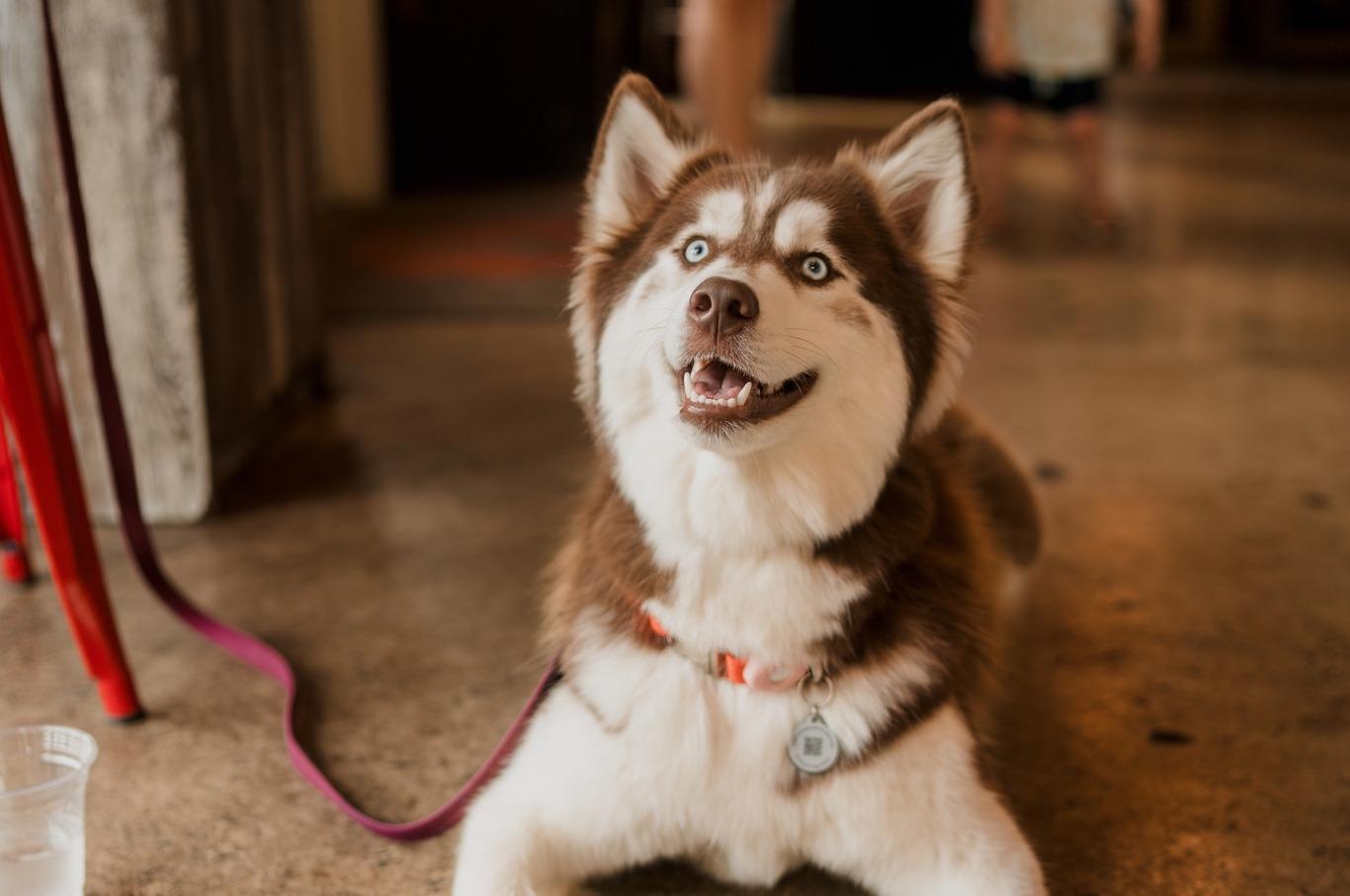 Pet Friendly Cheers & Beers & Dogs