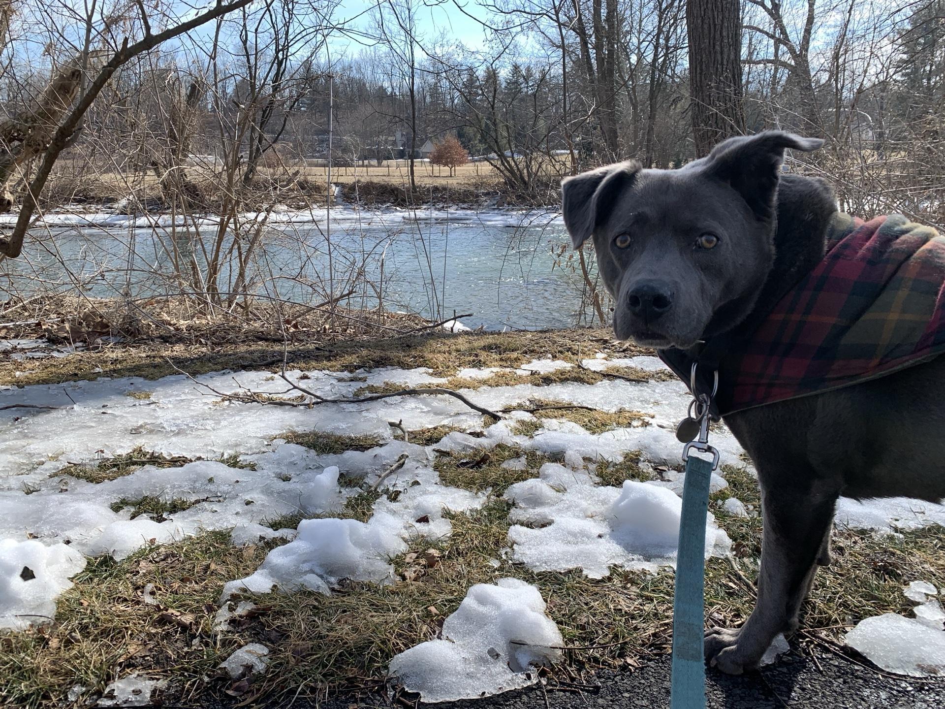 Pet Friendly Covered Bridge Park