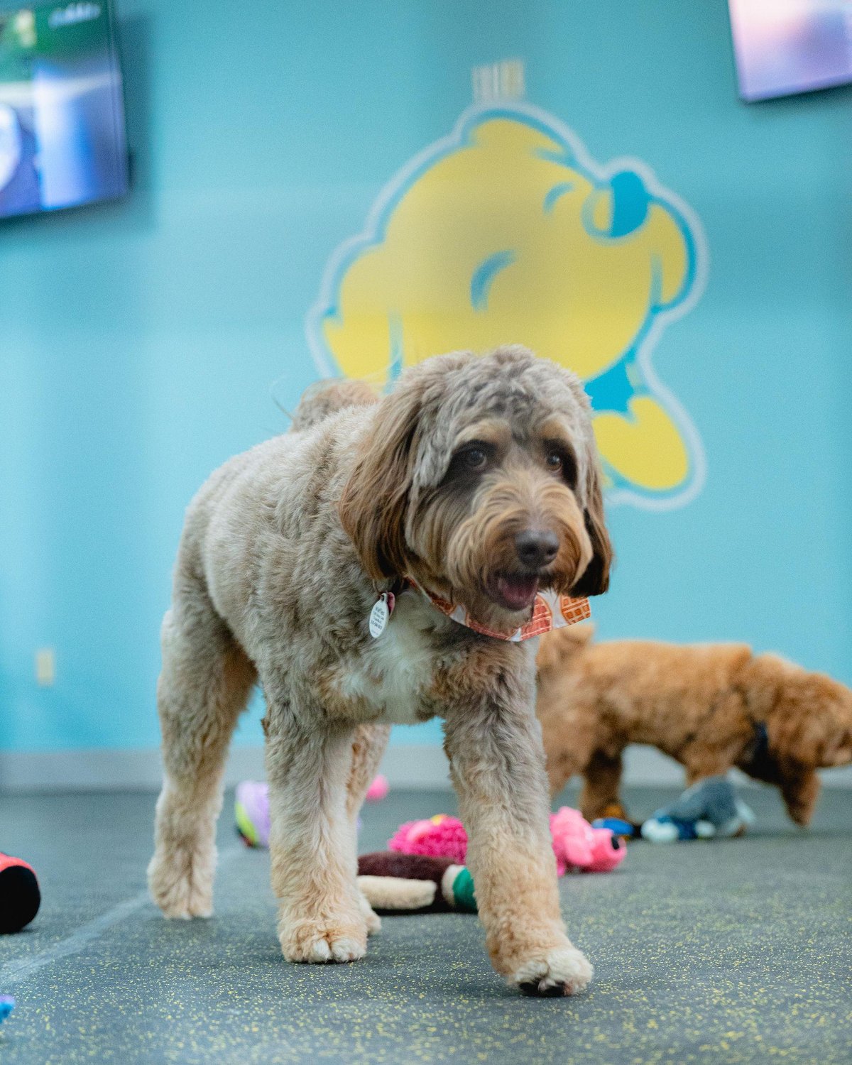 A dog playing with toys at a dog-friendly facility in Birmingham, AL, The Bark Park.