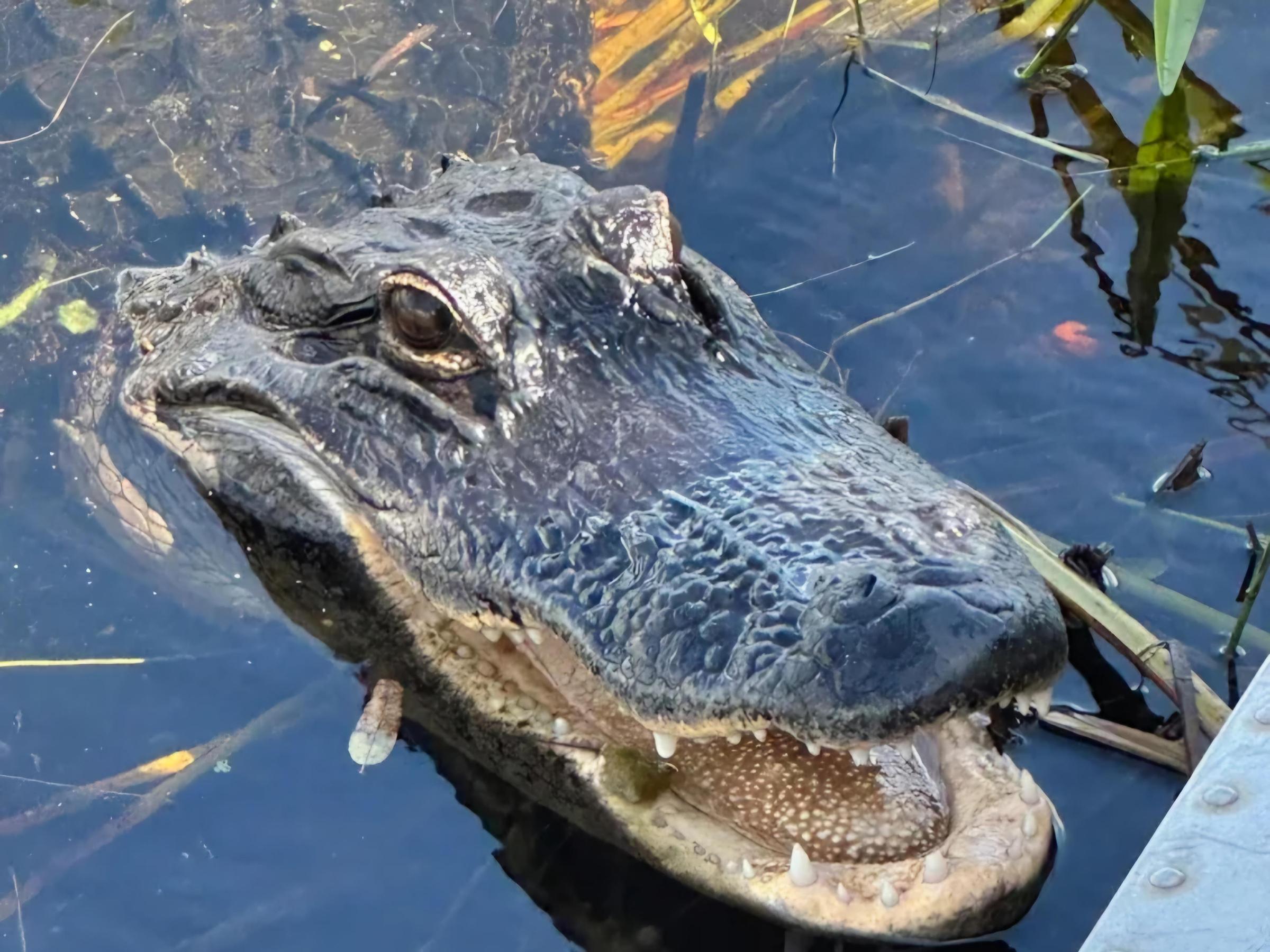 Pet Friendly Everglades Swamp Tours
