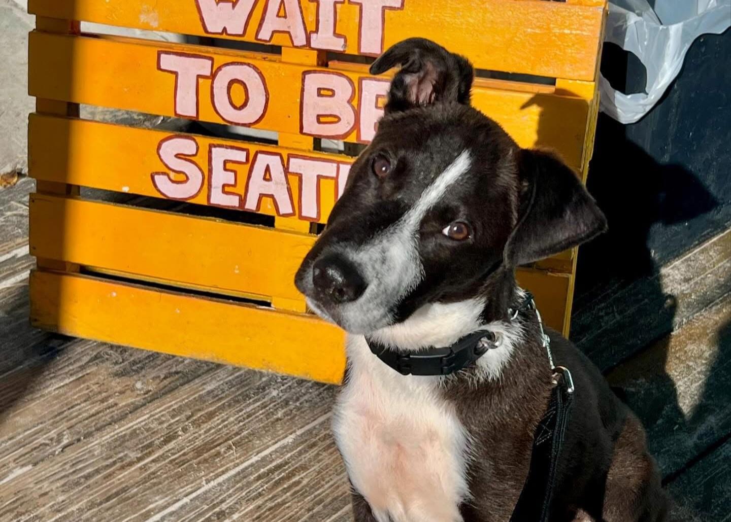 Pet Friendly Beachcomber