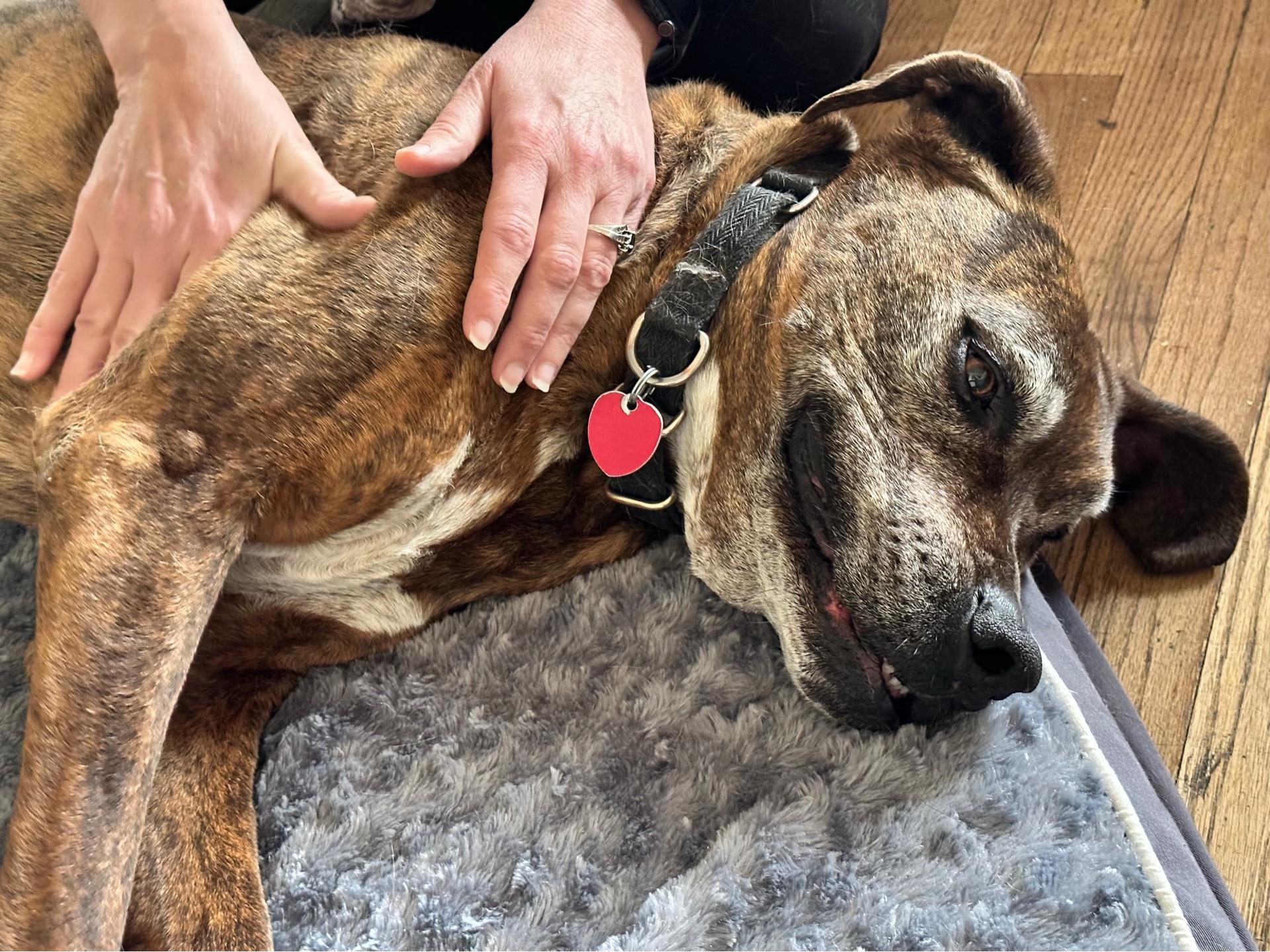 Pet Friendly Mile High K9 Massage Palmer Lake