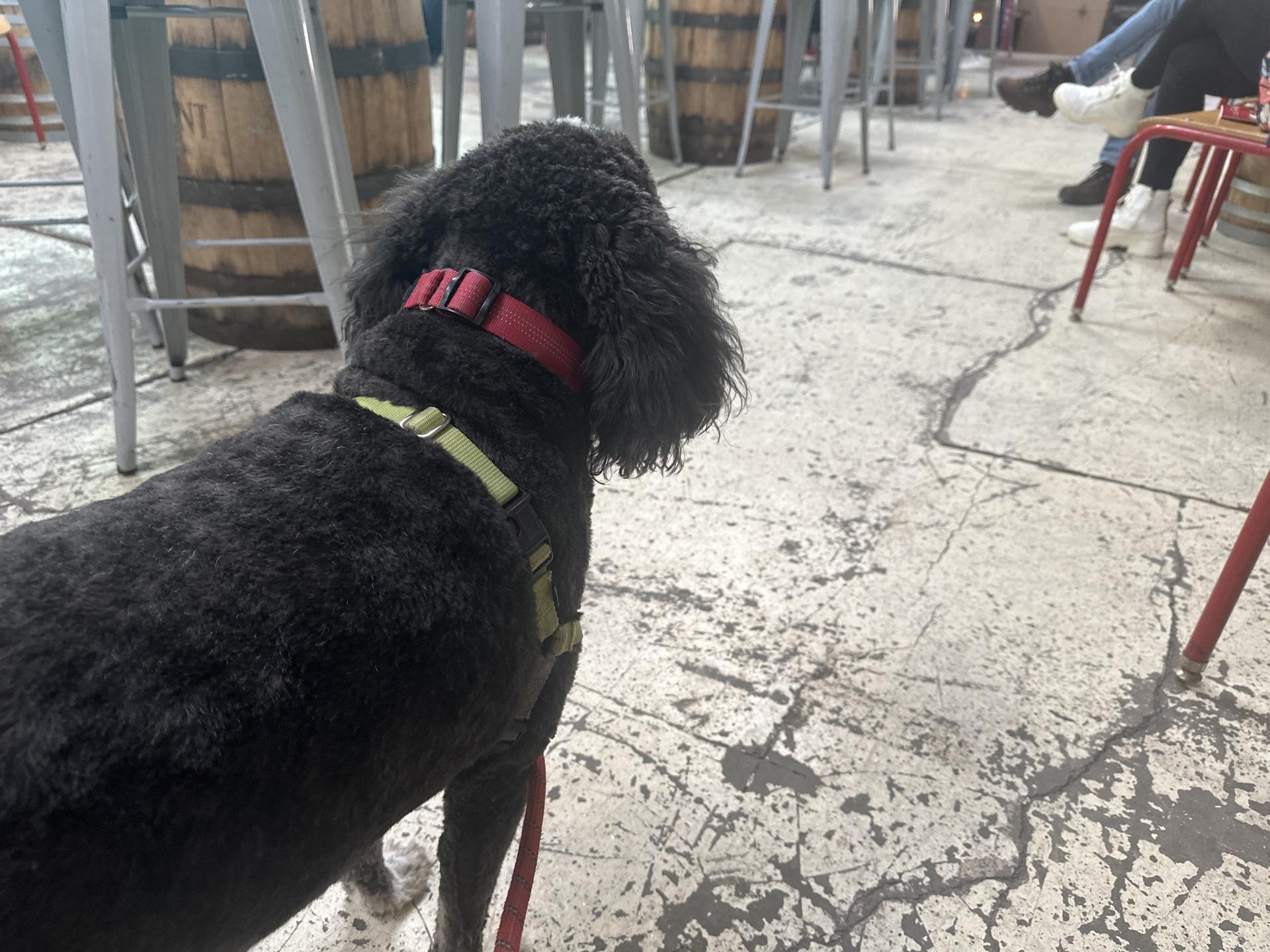 Pet Friendly Denning's Point Distillery