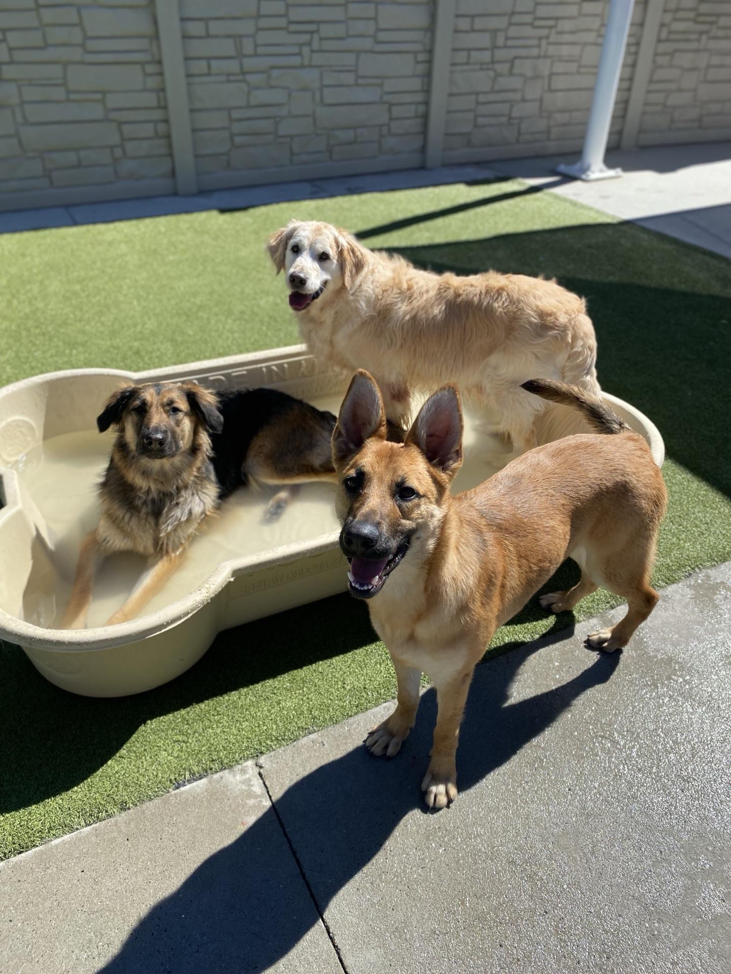 Pet Friendly PetSuites Johns Creek