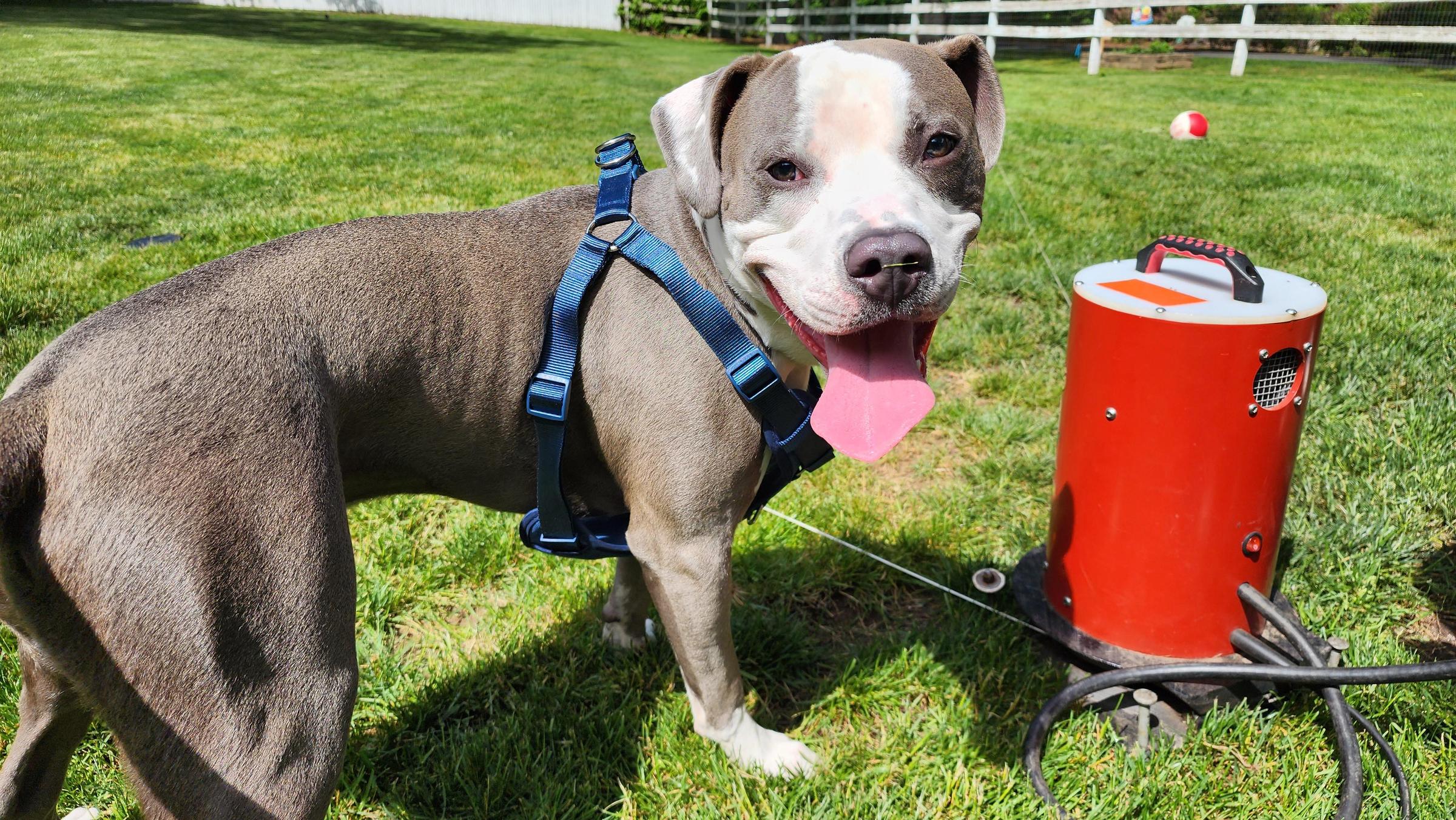 Pet Friendly Alpha Dog Bark Market